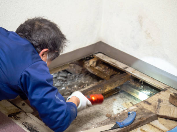 Best Best Mold Removal Companies  in Columbia, KY