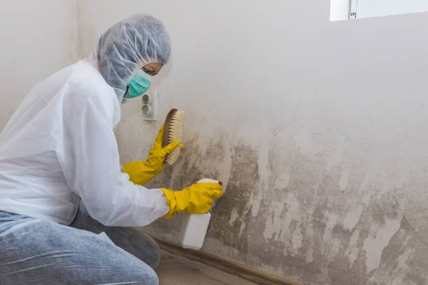 Best Black Mold Removal  in Columbia, KY