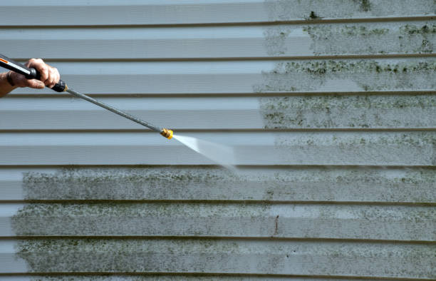 Best Black Mold Removal  in Columbia, KY