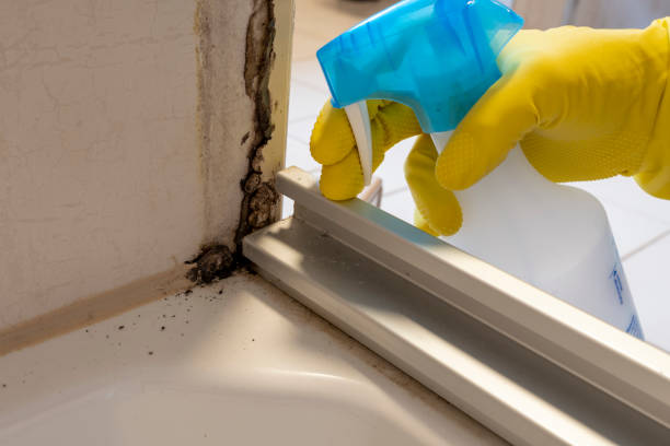 Best Certified Mold Removal  in Columbia, KY